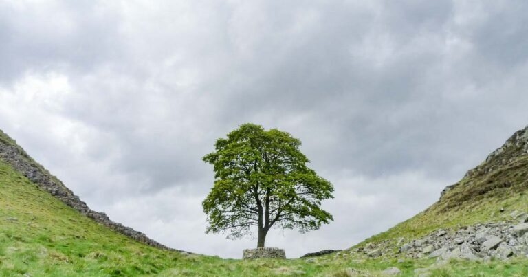 Kevin Costner’s 'Robin Hood' tree at center of criminal trial