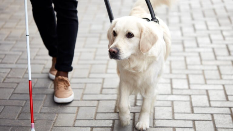 Guide dog in action.