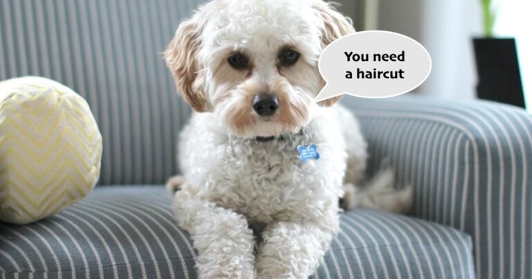 AI could soon speak dog and cat